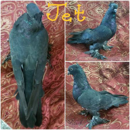 Several views of Jet, a dark Iranian and Fantail cross pigeon