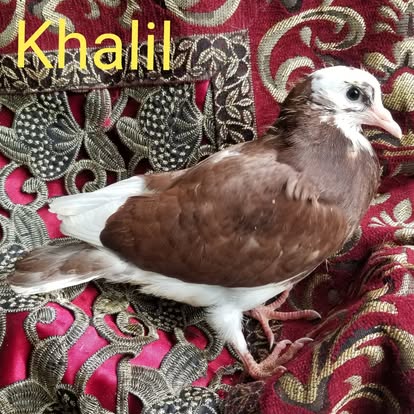 Brown and white pigeon Khalil