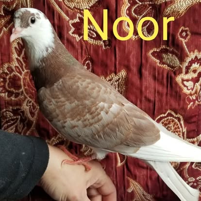 Brown and white pigeon Noor