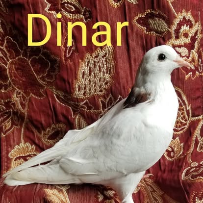 Dinar, a white pigeon from Seventh Heaven Homestead