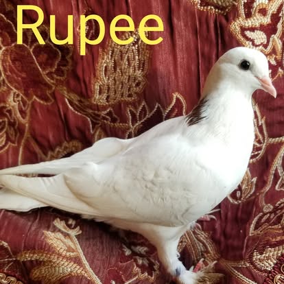 Rupee, a white pigeon from Seventh Heaven Homestead