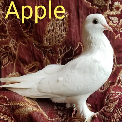 Apple, a white pigeon from Seventh Heaven Homestead