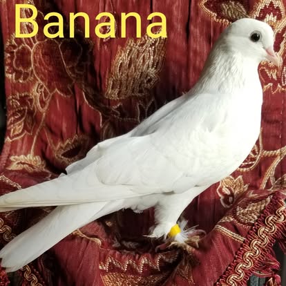White pigeon Banana