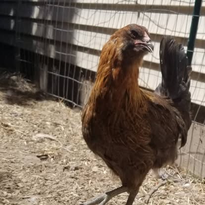 A brown hen standing outside in her enclosure