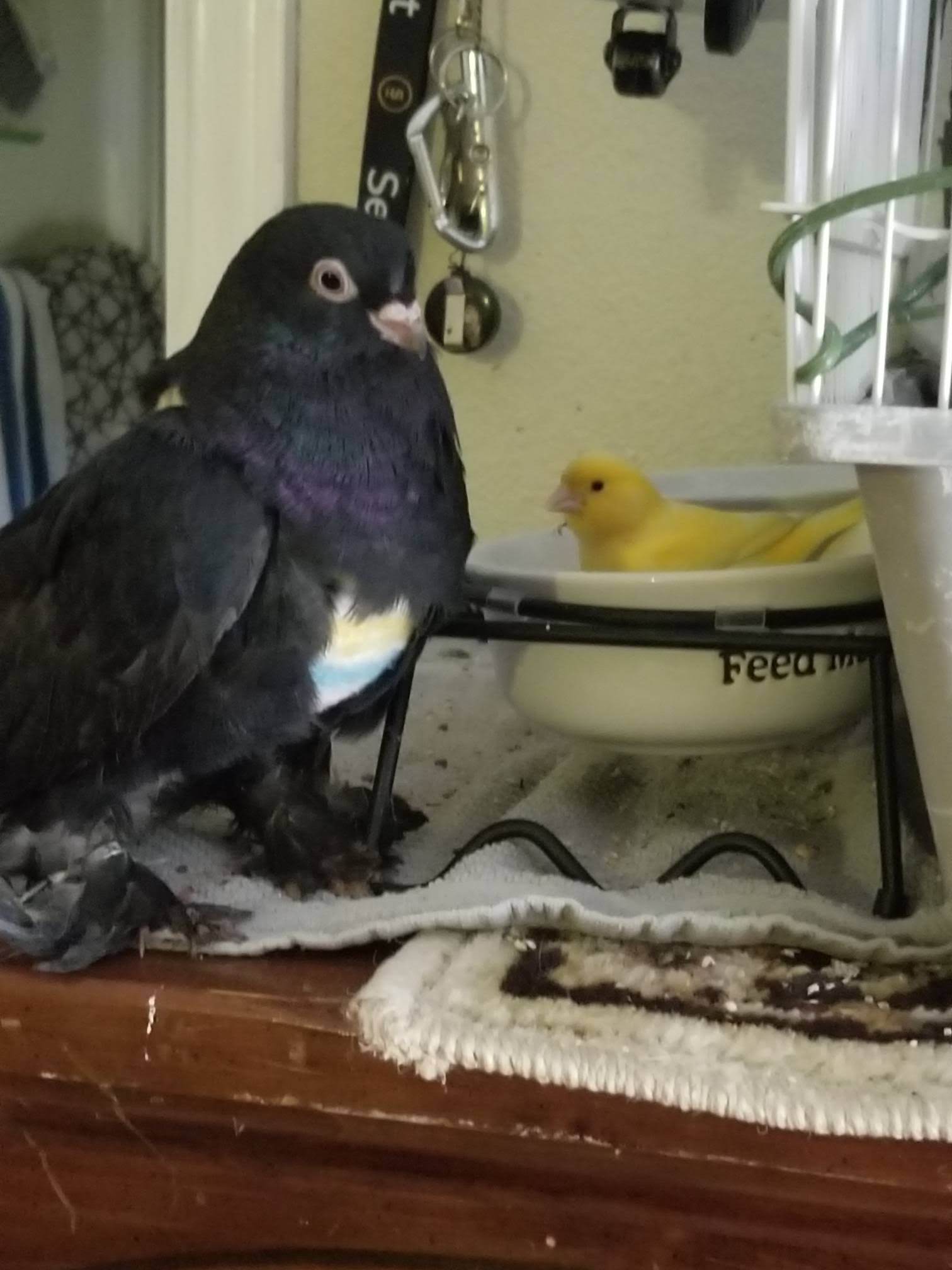 Dark companion pigeon standing beside a small yellow bird indoors