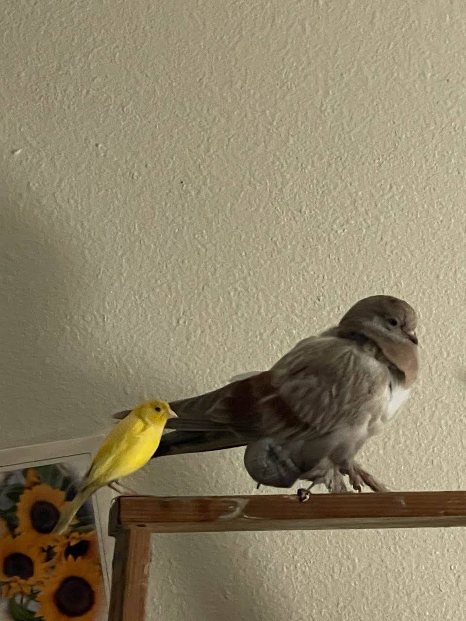 Gray companion pigeon perched beside a small yellow bird