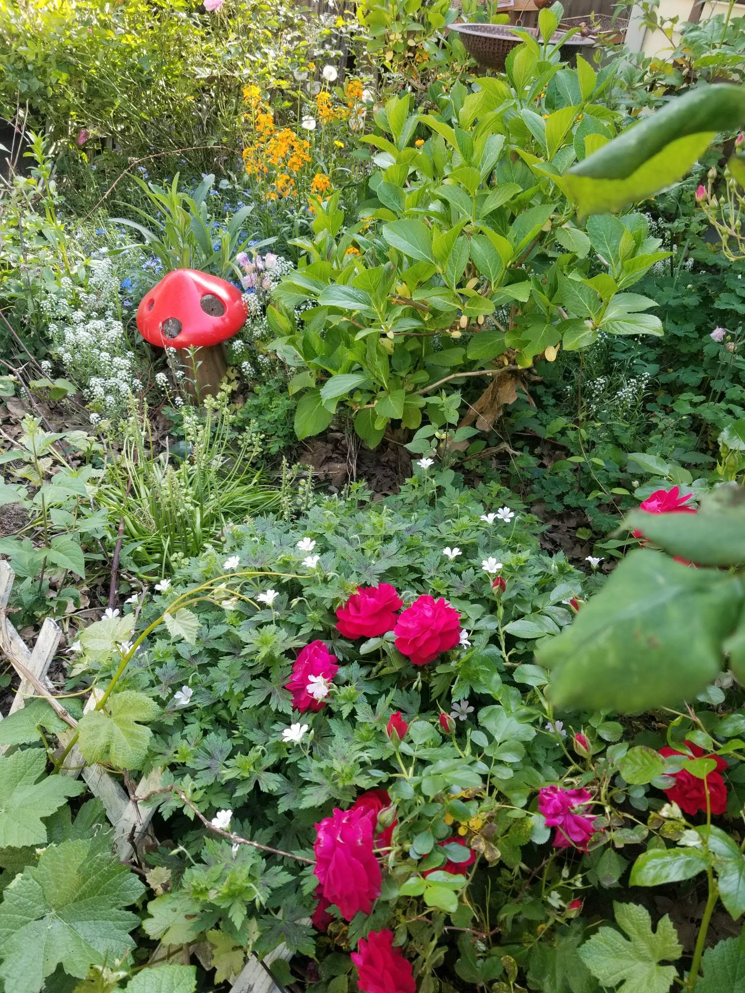 Roses, flowering plants, and greenery in the homestead garden