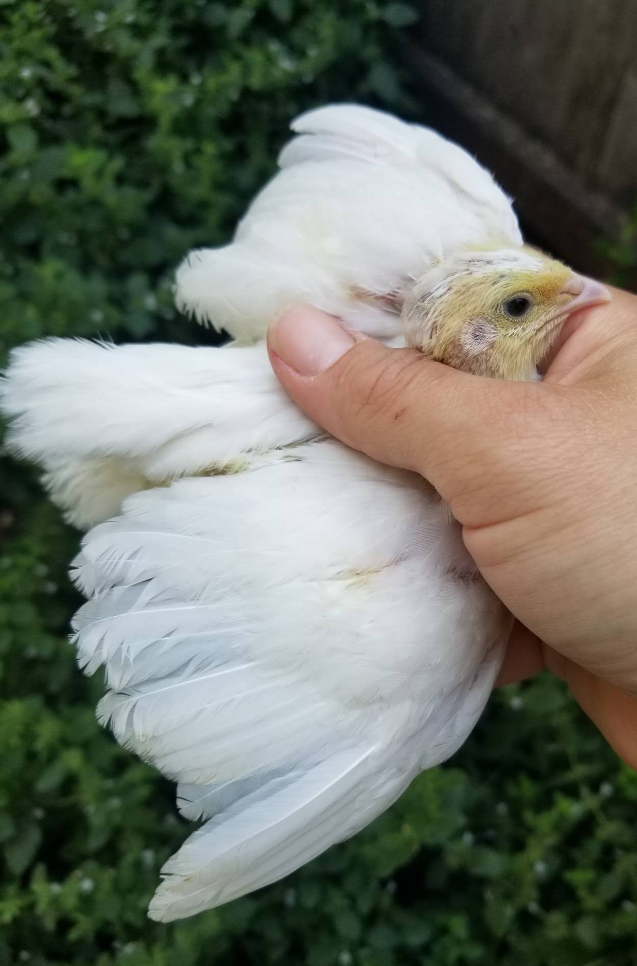 Young white quail with soft cream coloring