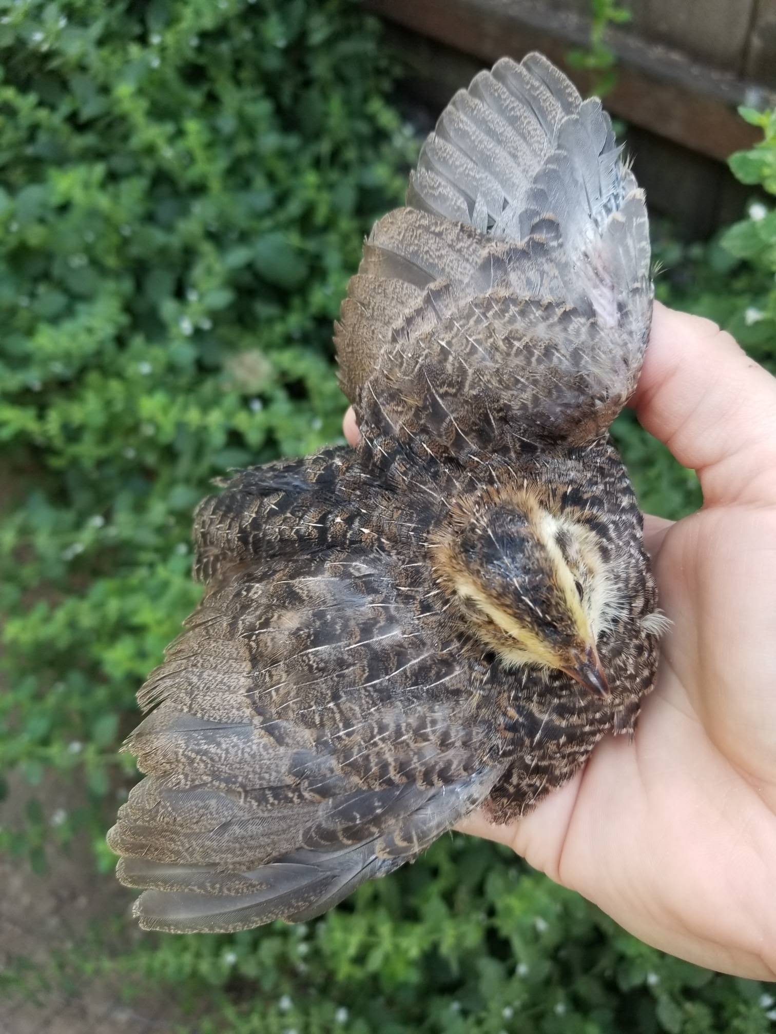 Young brown patterned quail held gently outdoors