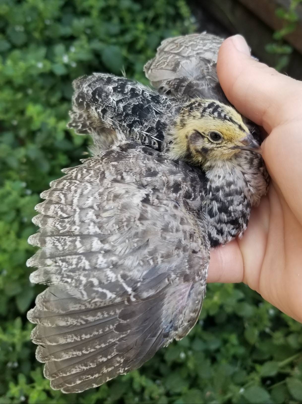 Young speckled quail spreading one wing