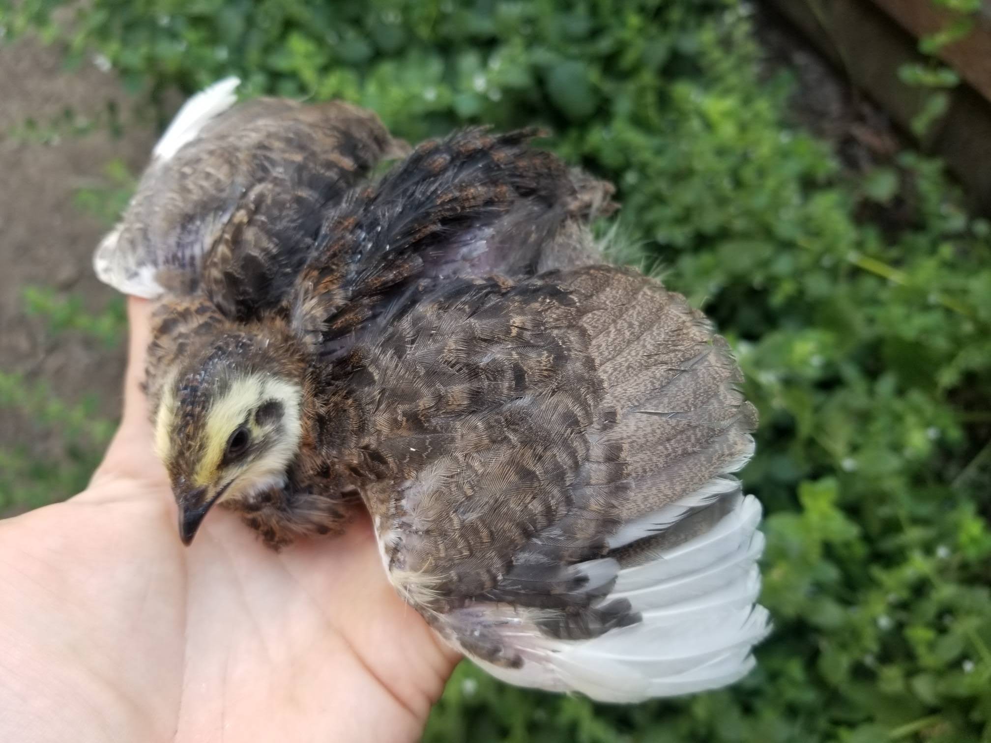 Two young brown patterned quail resting together in a hand